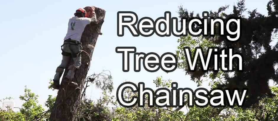 reducing tree with chainsaw